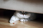 British Shorthair hides under couch