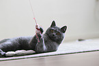 playing British Shorthair