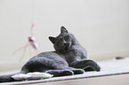 playing British Shorthair