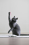 playing British Shorthair