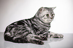 lying British Shorthair