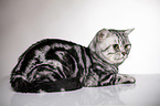 lying British Shorthair