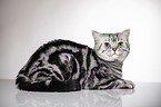 lying British Shorthair