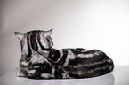 lying British Shorthair