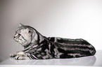 lying British Shorthair