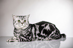 lying British Shorthair