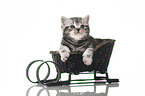 British Shorthair in the sledge