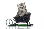 British Shorthair in the sledge