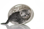British Shorthair Kitten
