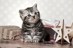 sitting British Shorthair Kitten