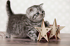 standing British Shorthair Kitten