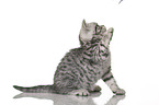 sitting British Shorthair Kitten
