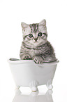 British Shorthair Kitten in the bath