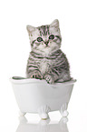 British Shorthair Kitten in the bath