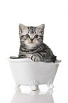 British Shorthair Kitten in the bath