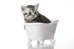British Shorthair Kitten in the bath
