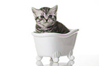 British Shorthair Kitten in the bath