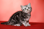 sitting British Shorthair Kitten