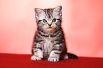 sitting British Shorthair Kitten