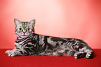 lying British Shorthair