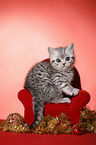 sitting British Shorthair Kitten