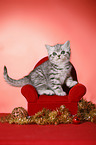 sitting British Shorthair Kitten