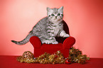 sitting British Shorthair Kitten