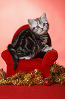 sitting British Shorthair Kitten