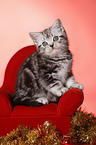 sitting British Shorthair Kitten