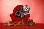 sitting British Shorthair Kitten