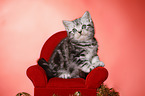 sitting British Shorthair Kitten