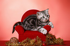 sitting British Shorthair Kitten