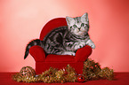 sitting British Shorthair Kitten