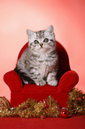 sitting British Shorthair Kitten