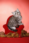 sitting British Shorthair Kitten