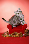 sitting British Shorthair Kitten