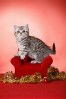 sitting British Shorthair Kitten