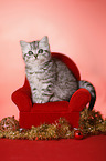 sitting British Shorthair Kitten