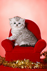 sitting British Shorthait kitten