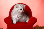 sitting British Shorthait kitten