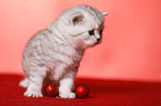 standing British Shorthait kitten