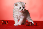standing British Shorthait kitten