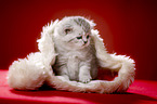 British Shorthait kitten