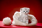 sitting British Shorthait kitten