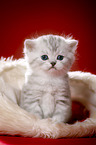 sitting British Shorthait kitten