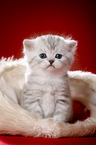 sitting British Shorthait kitten