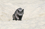 walking British Shorthair