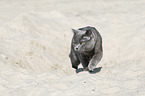 walking British Shorthair