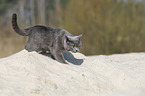 walking British Shorthair