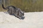 walking British Shorthair